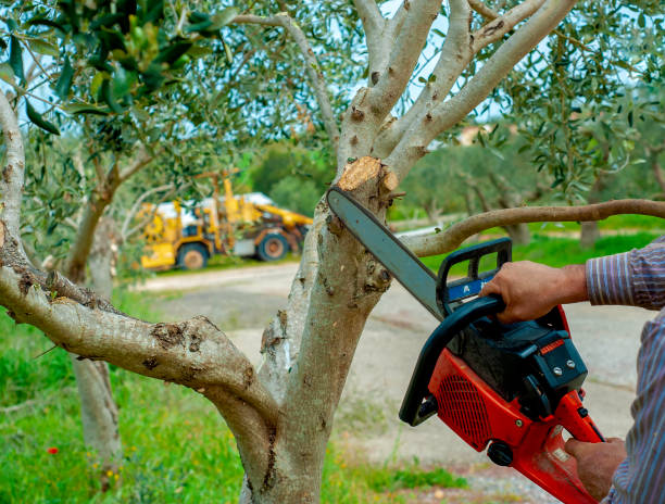 Tree Root Removal in Valencia, NM